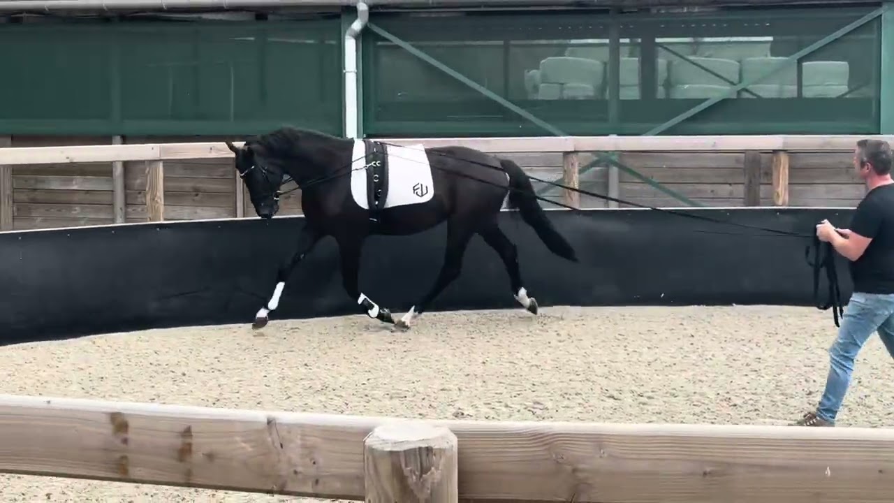 Sold: First jazz x Rubiquil. Gelding 2022