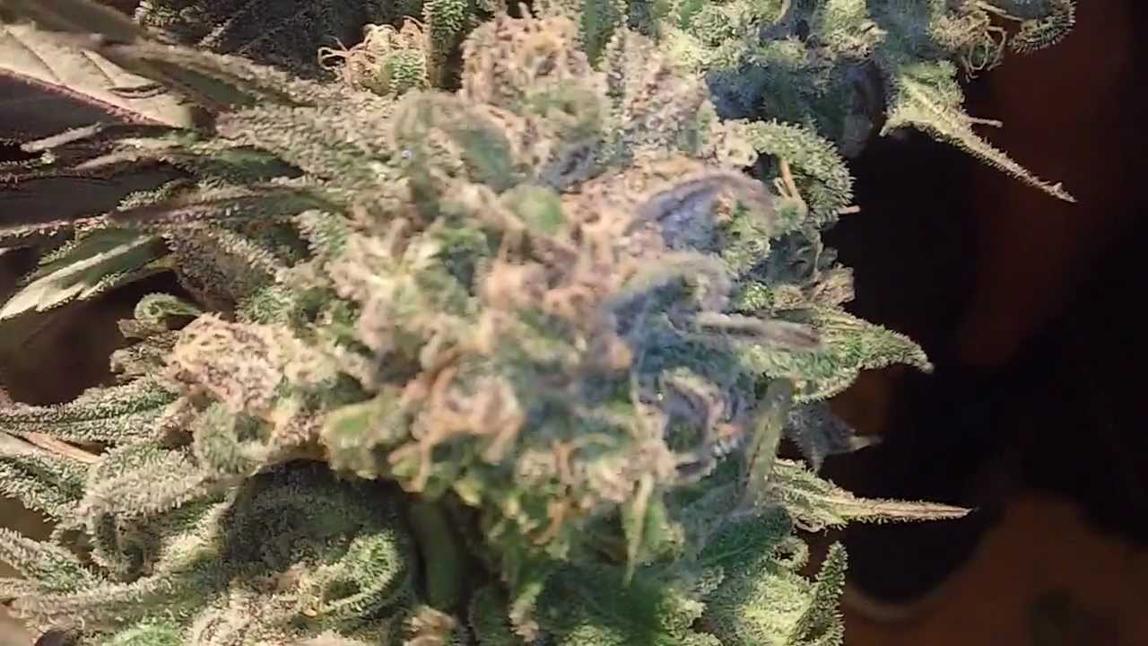 Grape Kush Harvest Part 2