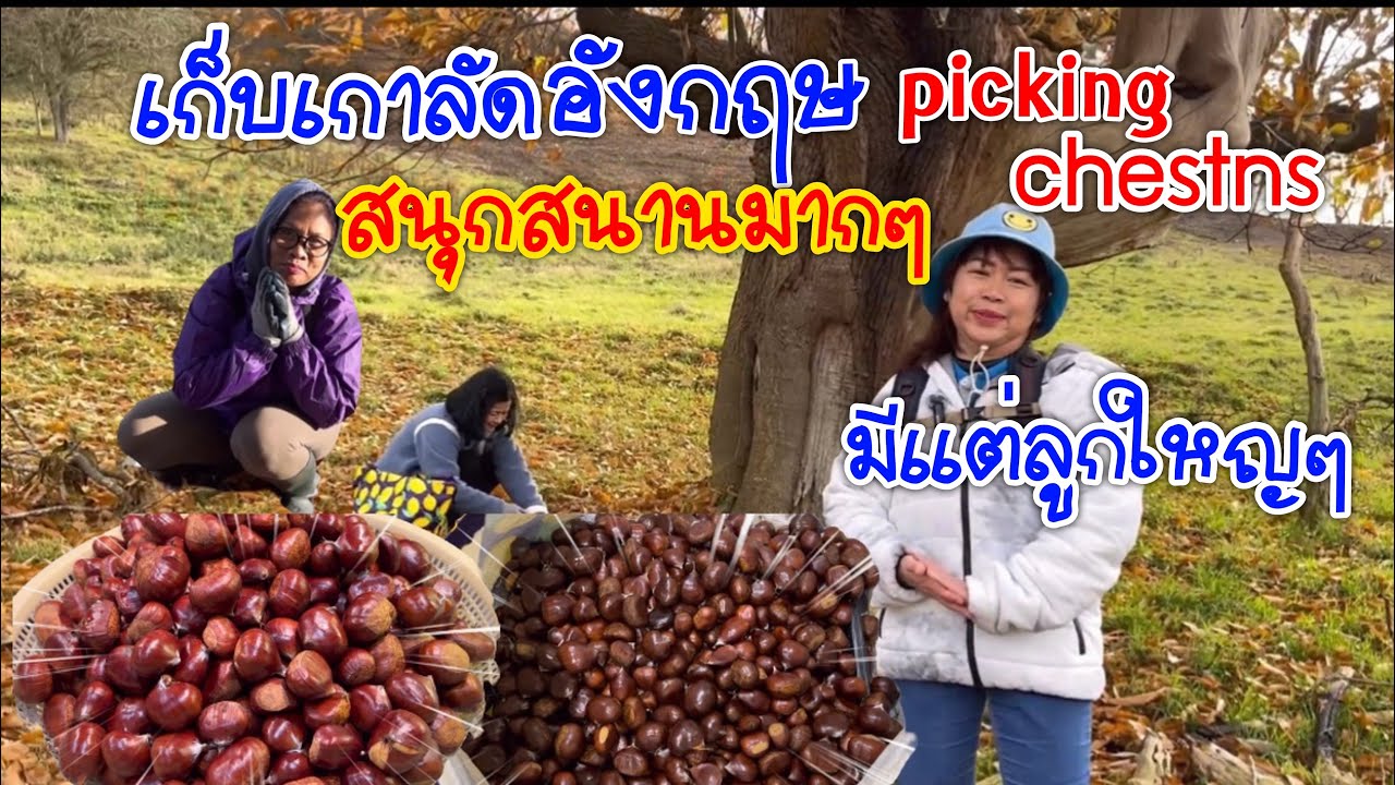 Ep2.อังกฤษเค้าเก็บเกาลัดแบบนี้หรอ#เก็บเกาลัดสนุกสนานมาก#Picking#Chestns