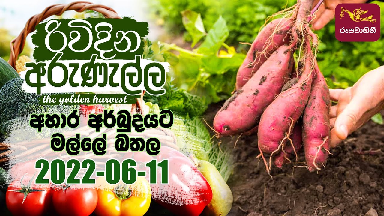 Rividina Arunella - අහාර අර්බුදයට මල්ලේ බතල | 2022-06-12 | Agriculture Programme