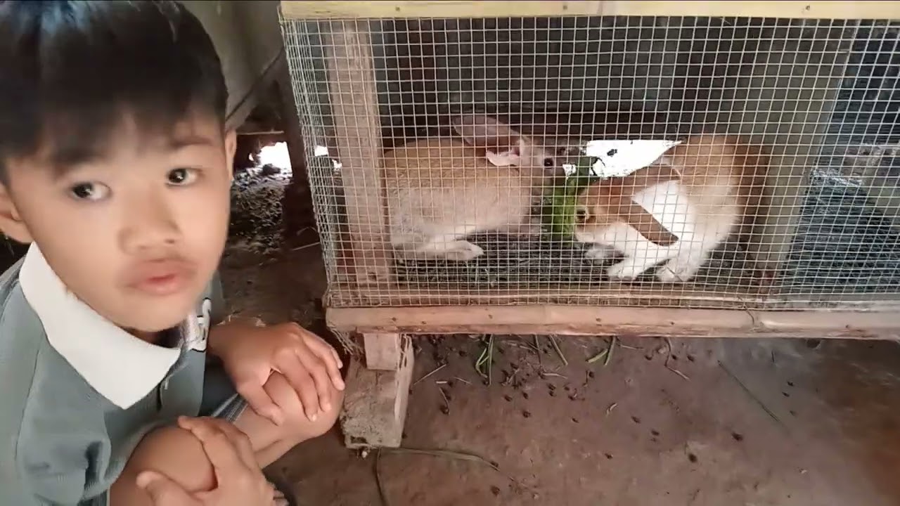 Hôm nay bạn khang đi xem thỏ 