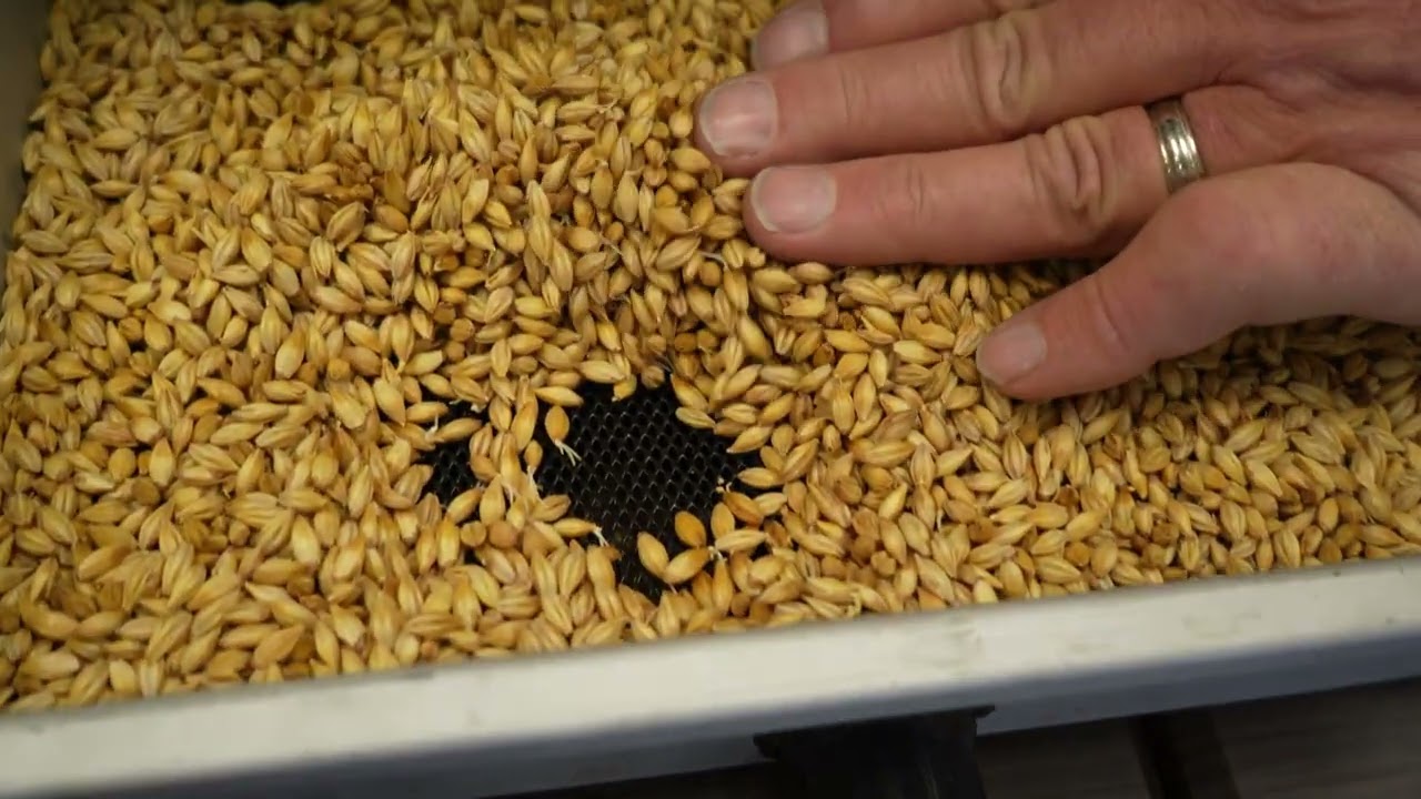 Barley Malting Process