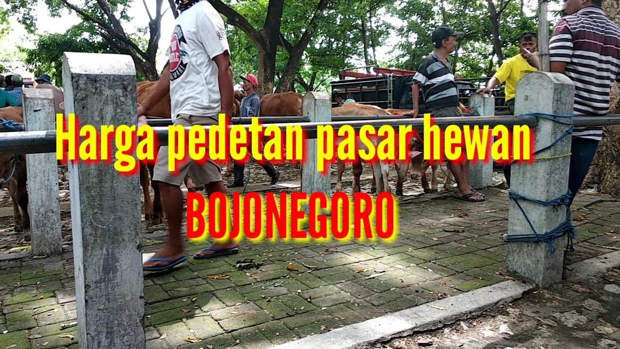 PETERNAK SAPI DARI TUBAN BORONG PEDETAN DARI PASAR BOJONEGORO