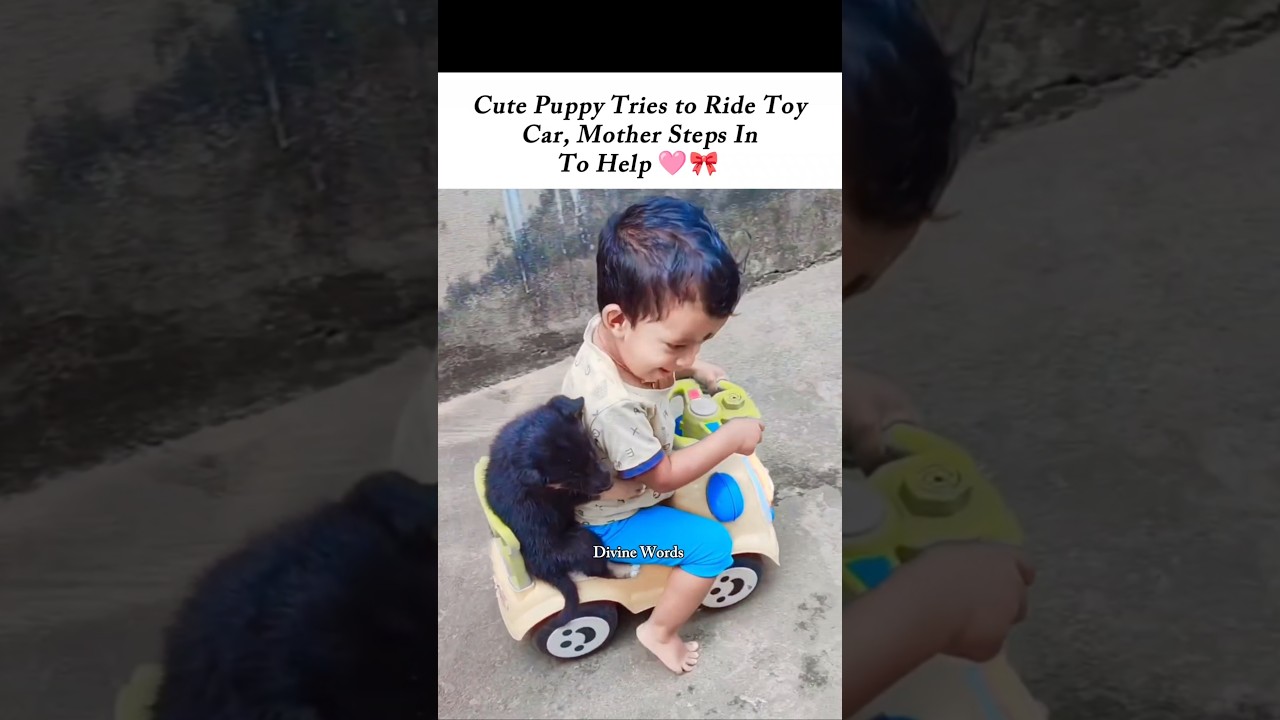 Puppy&rsquo;s Dream Ride&hellip; Mom Makes It Possible 🩷🎀 #cutepuppy #mom #cuteshorts #dreamride