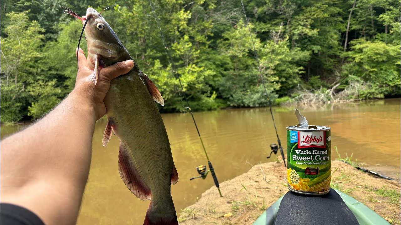 Bass and catfish in Olde Rope Mill Park!(kayak fishing)#bassfishing #fishing#river #catfish#kayak