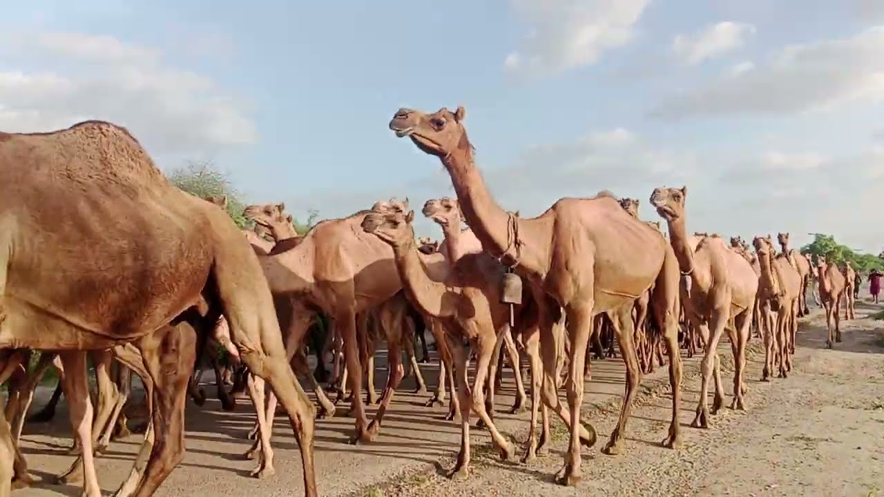 Camels Groups Travels in Thar Desert |قطيع من الإبل في الصحراء |Camels with Camels Baby |