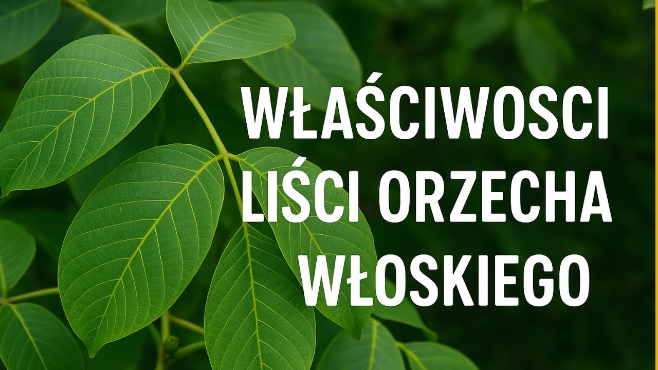 Niesamowite Wlasciwosci Liści Orzecha Włoskiego – Naturalna Apteczka cz.1