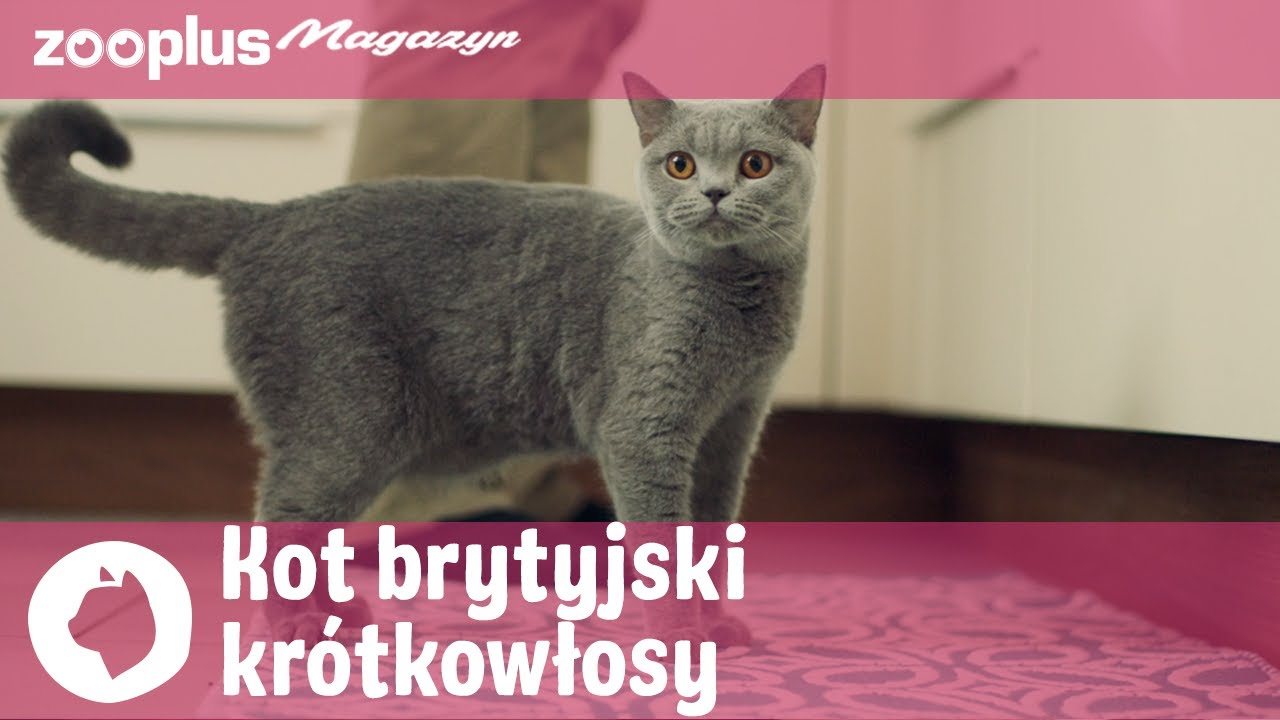 🐾 Kot brytyjski krótkowłosy - charakter, utrzymanie i dieta | zooplus.pl