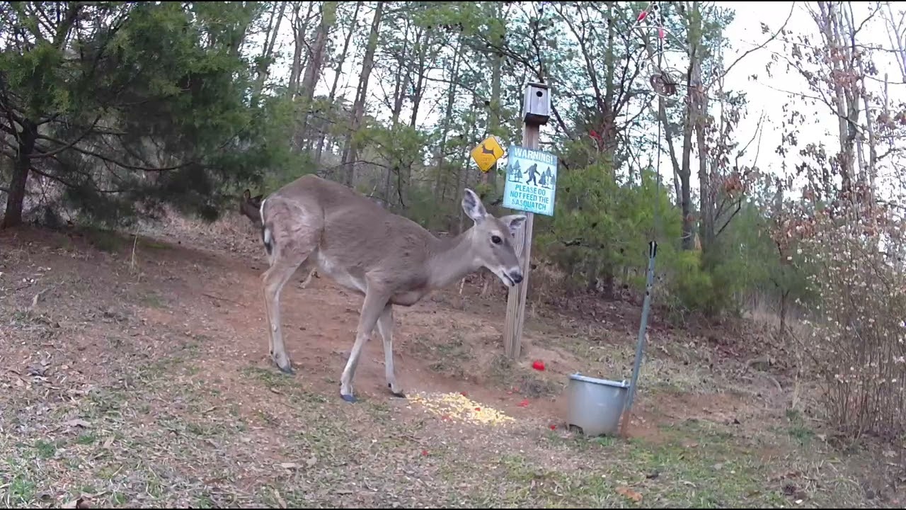 Deer and Rooster. March 6, 2026. ￼