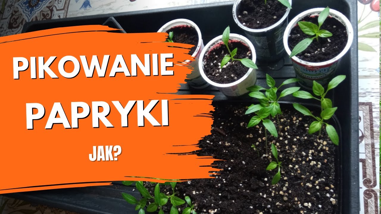Pikowanie papryki – kiedy i jak? Jak pikować paprykę? Porady ogrodnicze