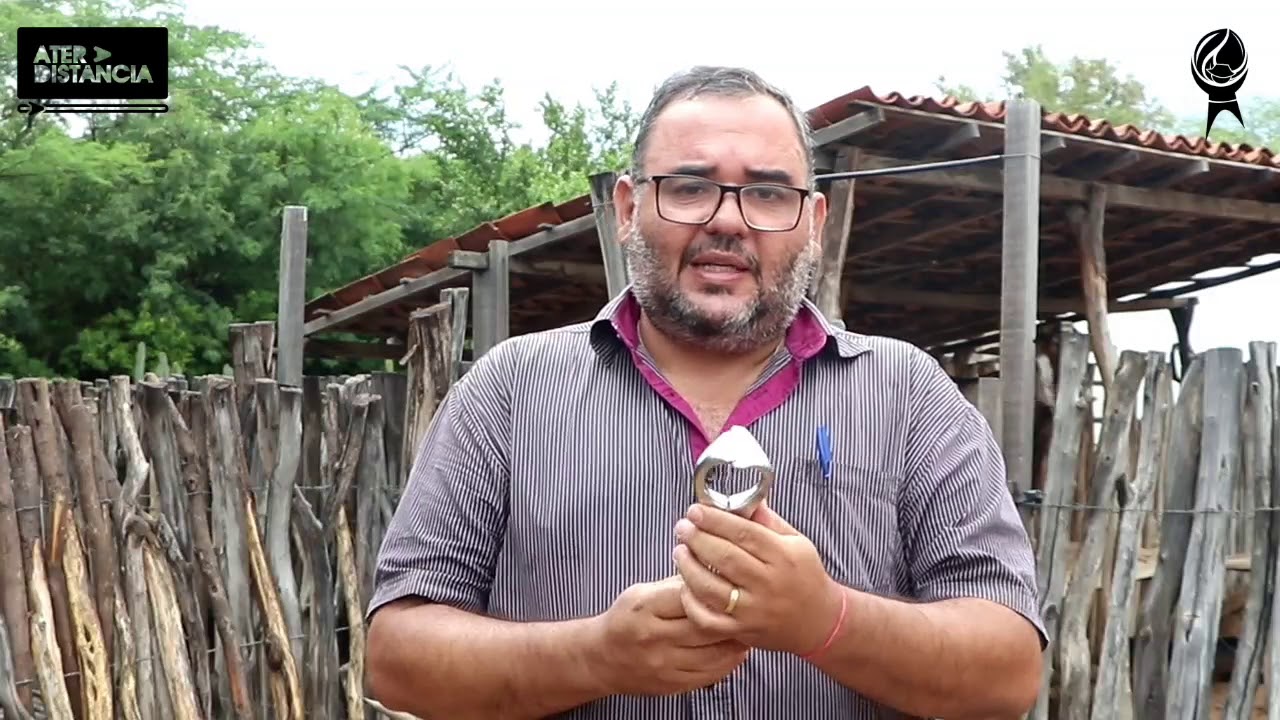 Manejo reprodutivo de caprinos - castração