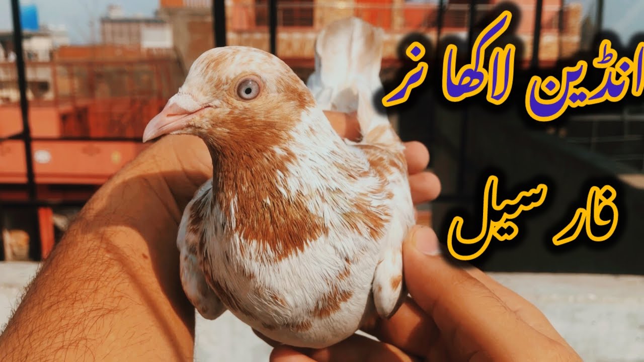 انڈین لاکھا نر فار سیل….03341042965
