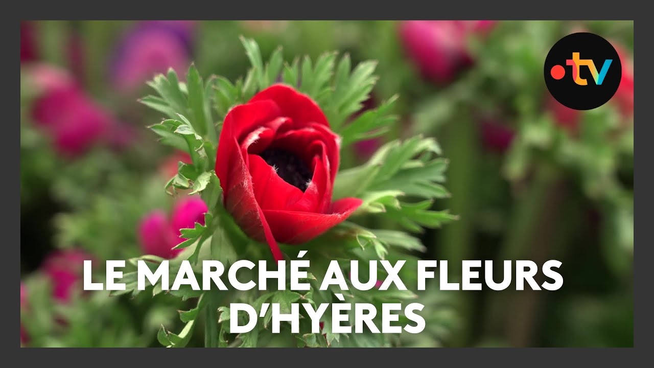Le marché aux fleurs d'Hyères, le plus grand site de producteur de France