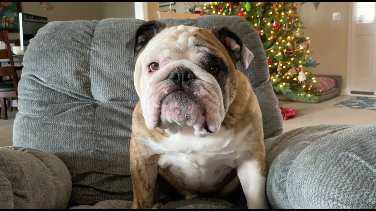 Reuben the Bulldog: A.P.R.