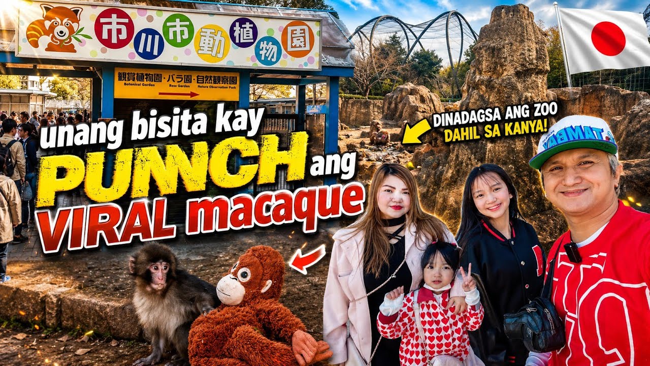 Meet Punch and Favorite Zoo Keeper | dinadayo na Zoo ngayon sa japan | punchy update 3/8/26