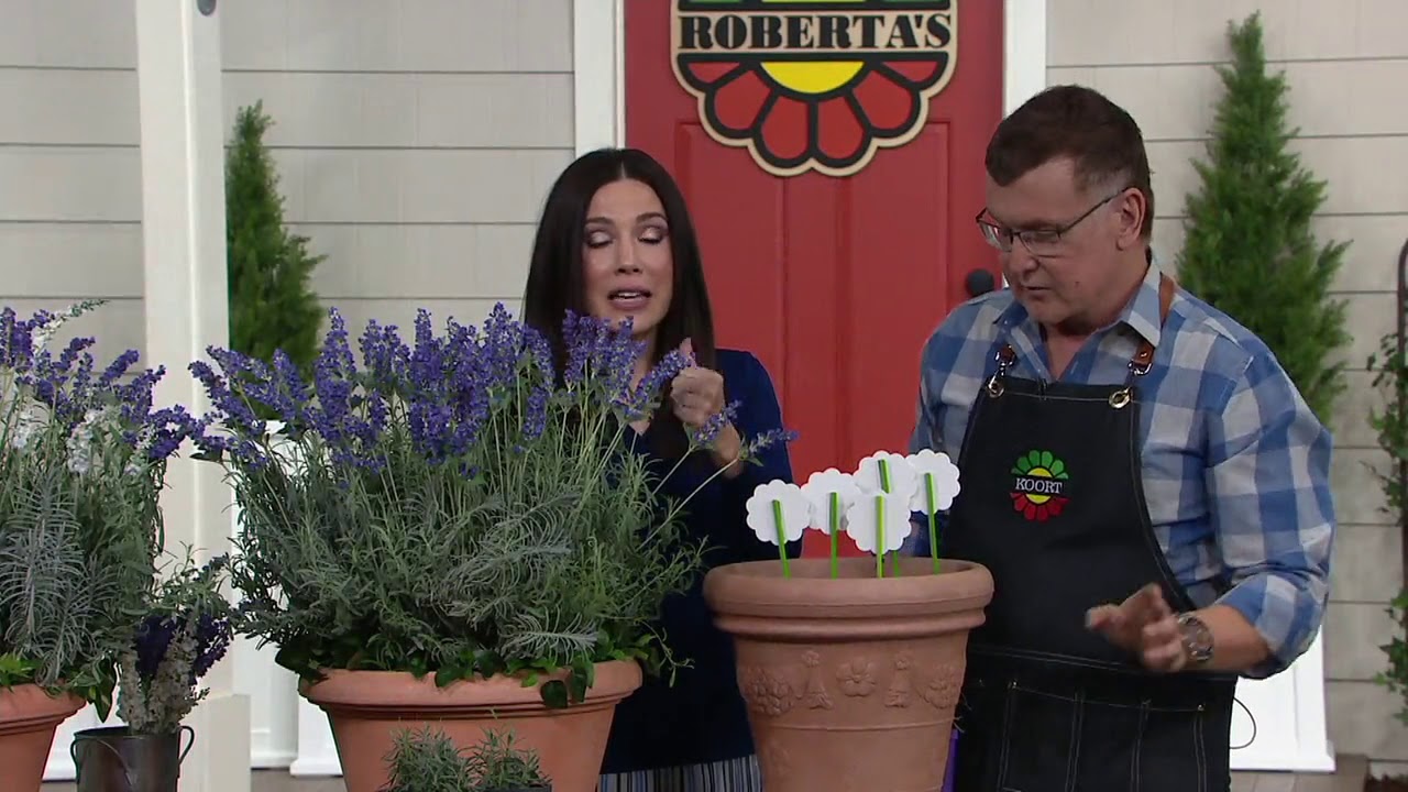 Roberta's 4-Piece White & Blue Hardy Lavender on QVC