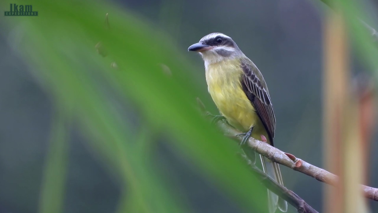 Golden-crowned Flycatcher at Alto Mayo Protected Forest (natural protected area)