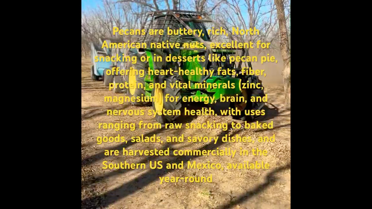 Pecan Nut Harvesting Southwest U.S.A 