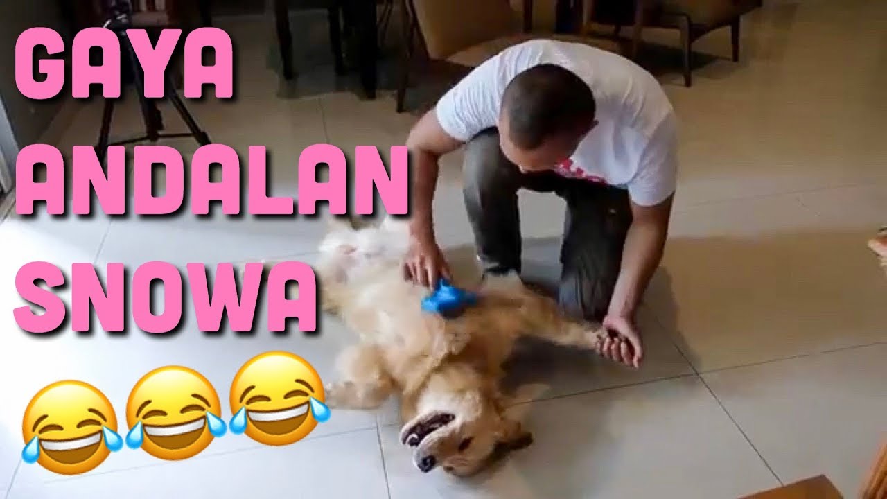 PERAWATAN SNOWA | SNOWA THE GOLDEN