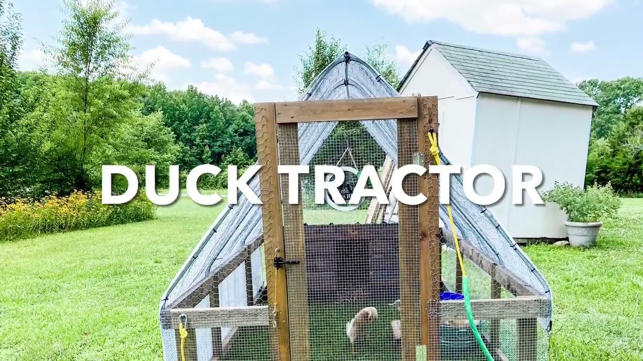 How To Build A Duck Tractor | John Suscovich Chicken Tractor Modified For Ducks