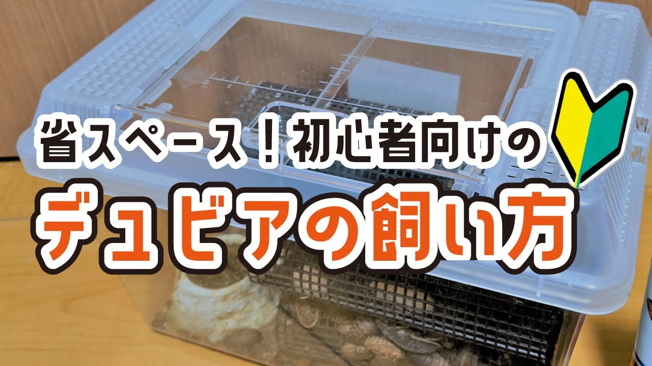 デュビアの飼育環境・掃除・購入先・与え方【生餌ゴキブリの簡単ストック】Blaptica dubia How to keep