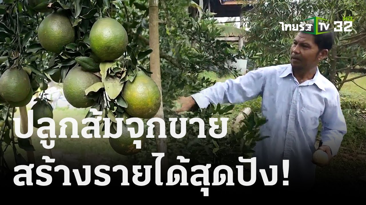 ปลูกส้มจุกขายสร้างรายได้-อนุรักษ์สายพันธุ์ | 28 พ.ย. 66 | ตะลอนข่าว