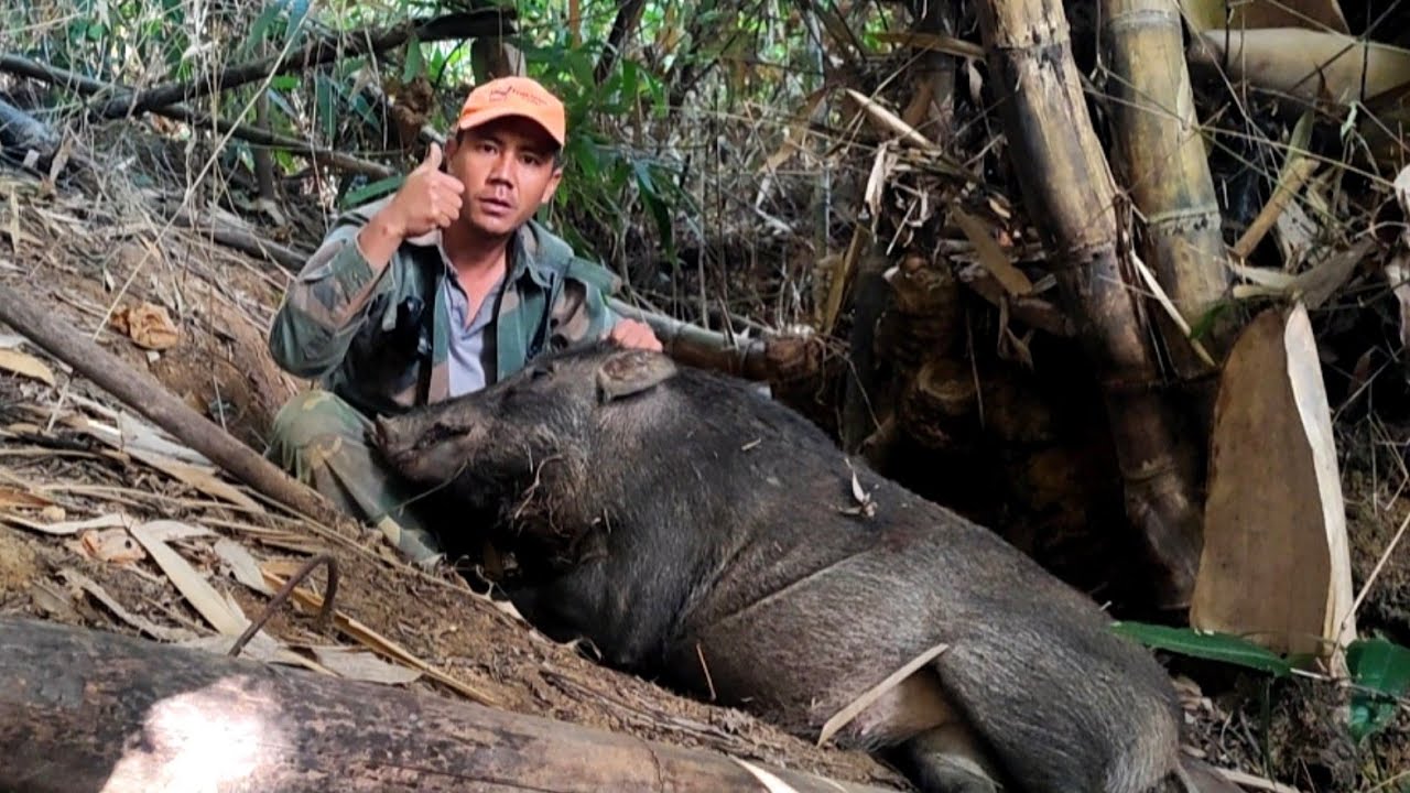 hunting.yos zov npua teb noj tsawb tua tau 1 tug loj kawg hnub1. 8/1/2026