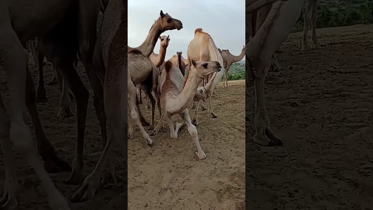 Just before camels meeting #camel #animals #vlogs #camellife #meeting #shorts #shortvideo