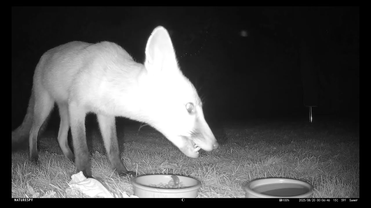 Wildlife 3rd - 21st August 2025- Brimpton
