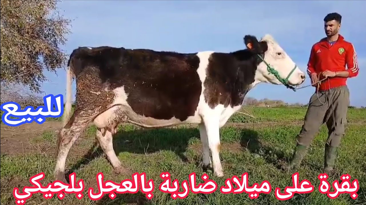 تباااارك الله💫 بقرة على ميلاد ضاربة بالعجل بلجيكي  06.67.21.00.53📞ألو سي عبد الرزاق نواحي الغرب 