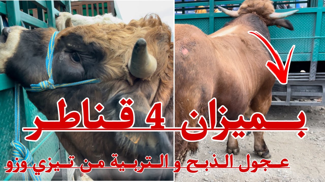زوج وكارف الميزان 4 قناطر عجمي طلب فيه 75 مليون # من سوق تيزي وزو وكارف اللحم والتربية شاهد الاسعار