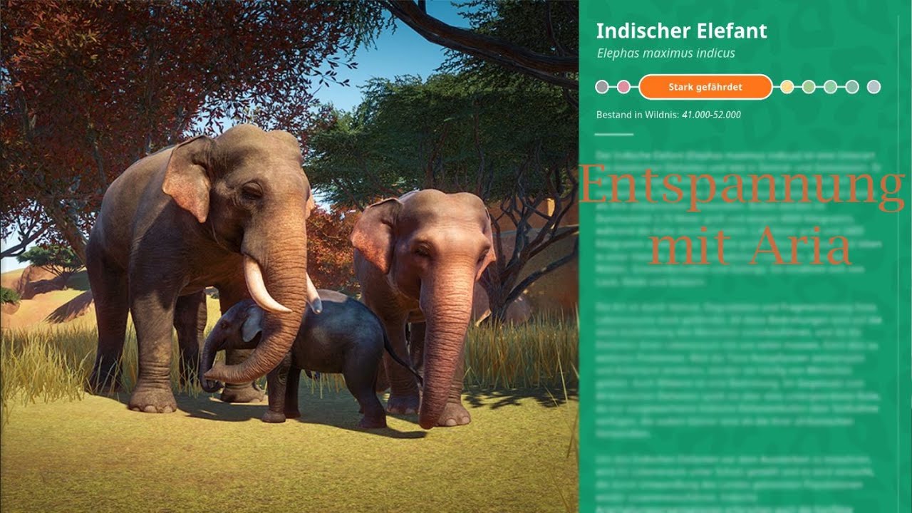 Entspannen mit Aria (Indischer Elefant)