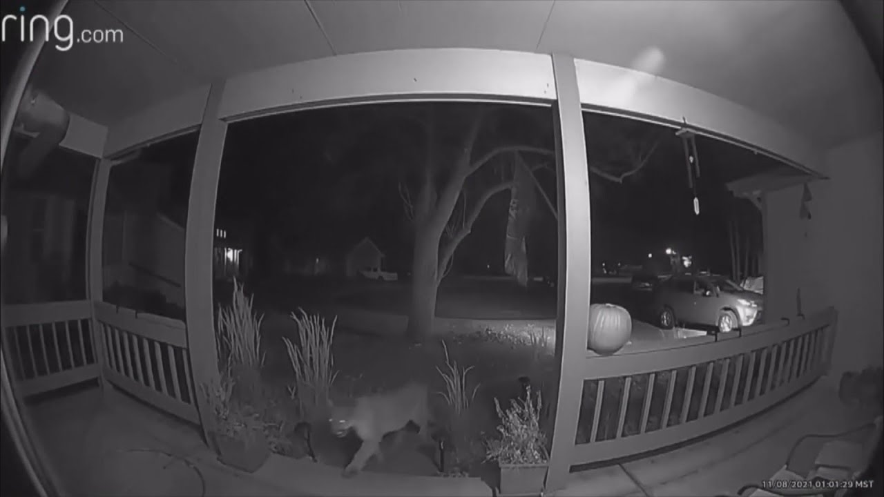 Mountain Lions Being Spotted In Fort Collins
