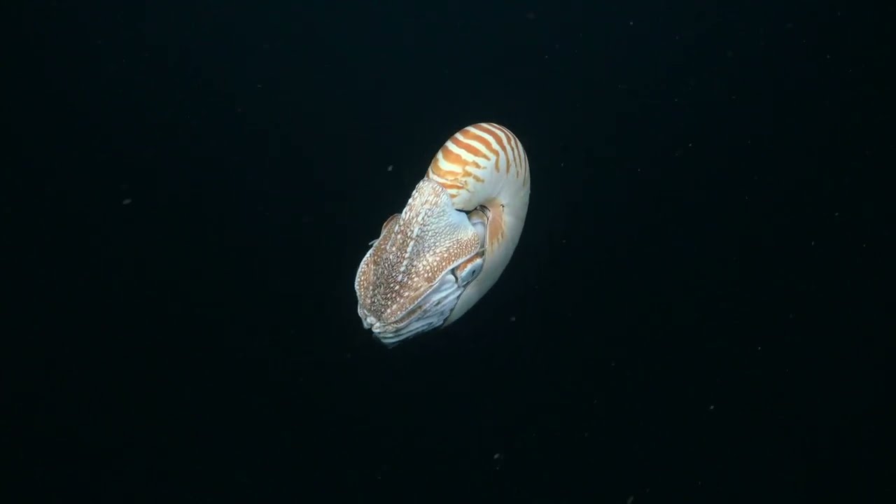 Australian Mesophotic Coral Examination - 4K ROV Highlights