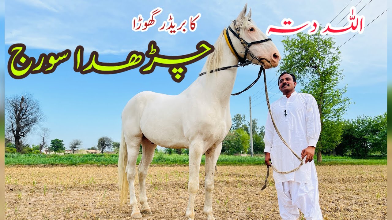 Nukra Breeder Horse Charhda Sooraj || Top Breeder in Sargodha Punjab