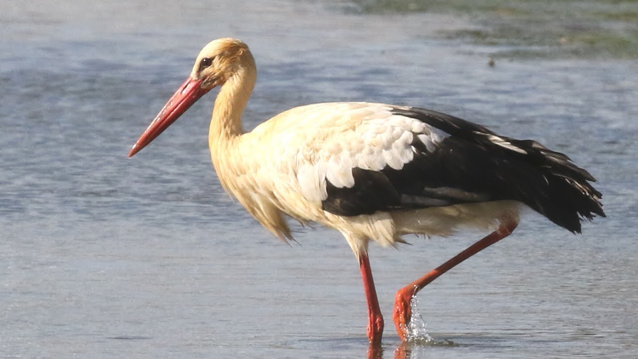 White Stork Visits London | White Stork Project