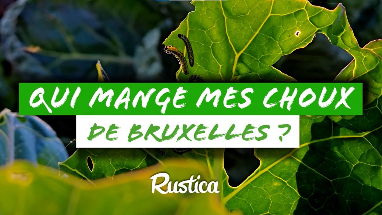 🌿 Qui mange mes choux de Bruxelles ? Chenilles en action ! 🦋
