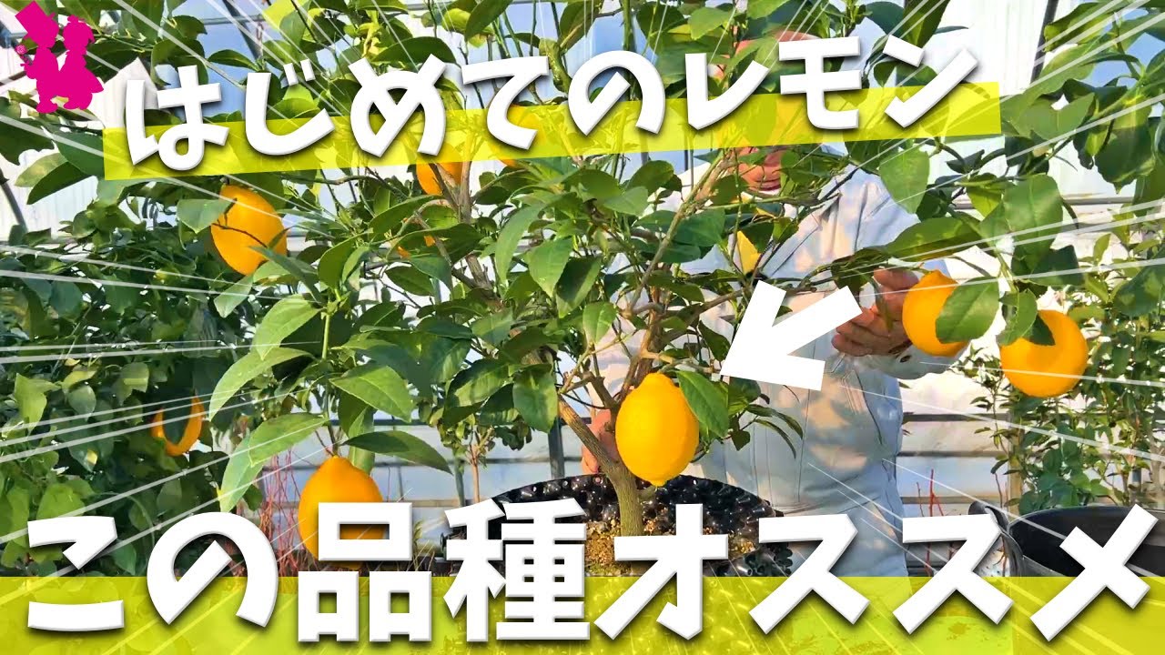 【鉢植えレモン】実が付きやすいオススメ品種＆植え替えの秘訣を教えます