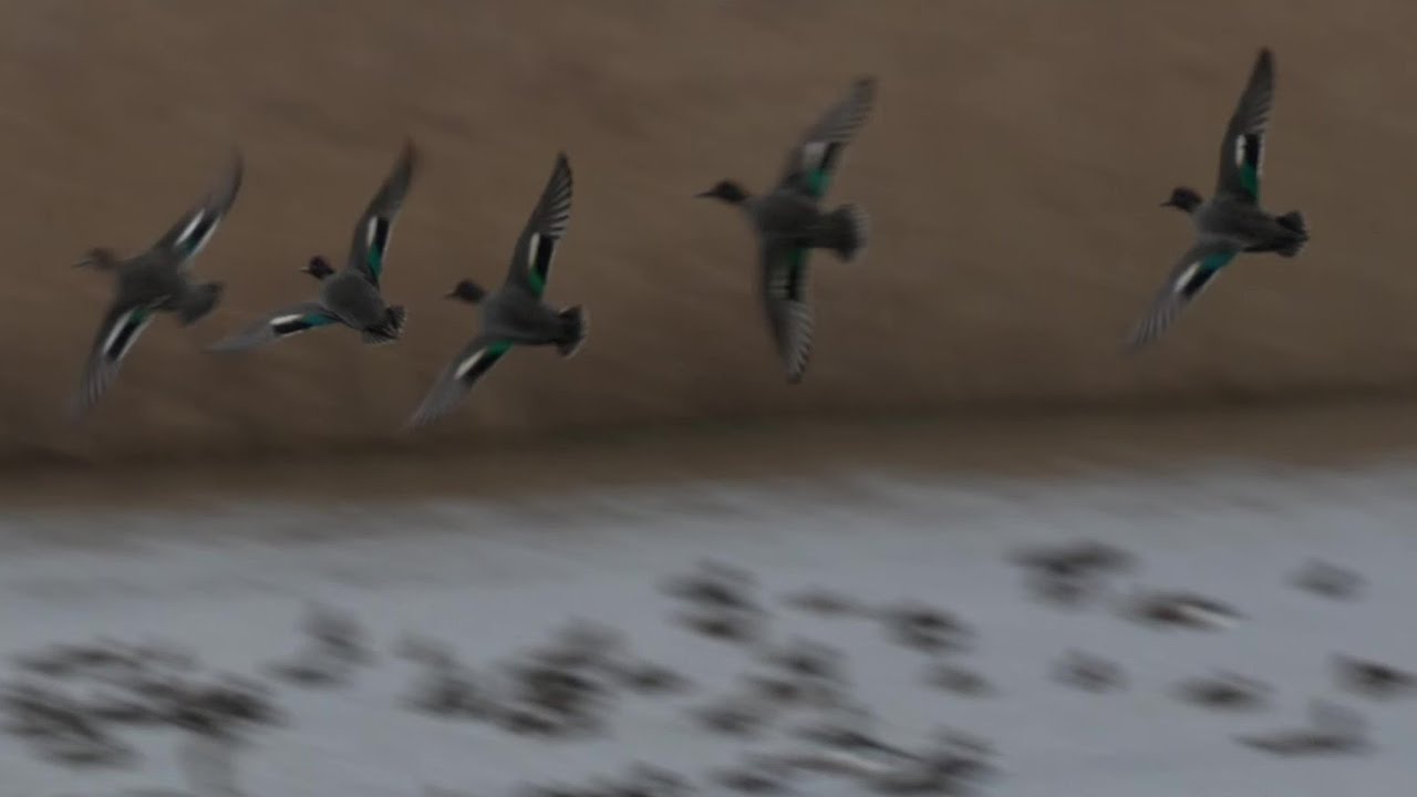 #Teal