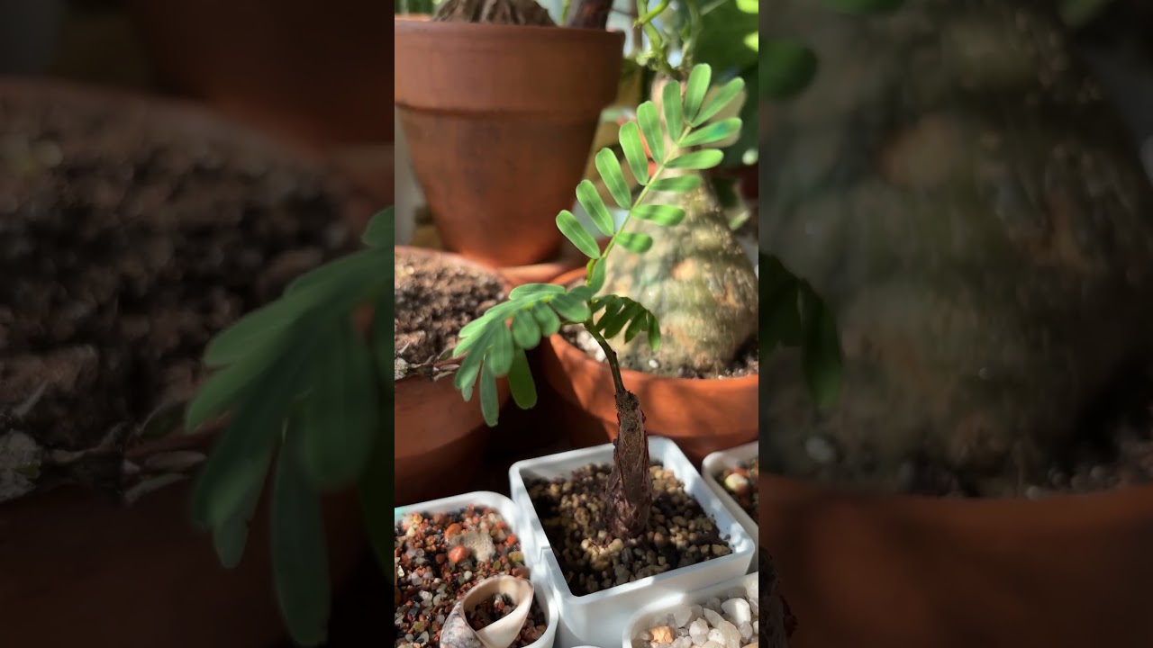 #houseplants #коллекциярастений #комнатныерастения #suculentas #растения #suculentas #суккуленты