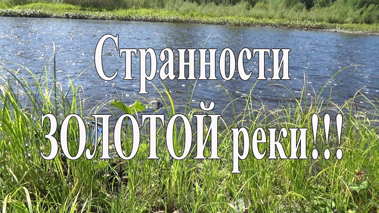 Странности ЗОЛОТОЙ реки!!!