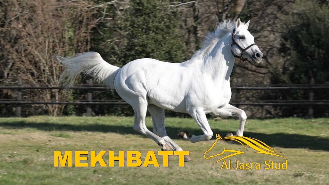MEKHBATT Étalon Haras de Thouars