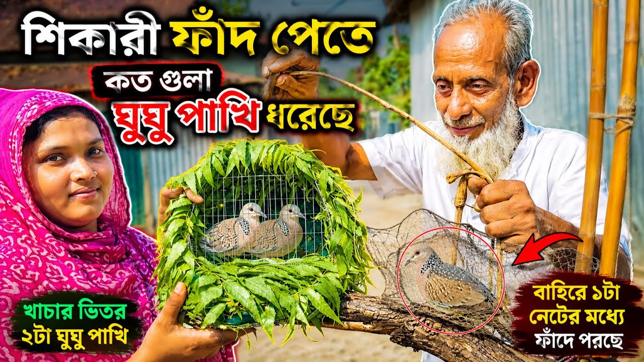 শিকারী ফাঁদ পেতে দিনে ২৫ থেকে ৩০ টা ঘুঘু পাখি ধরে | Bd life 