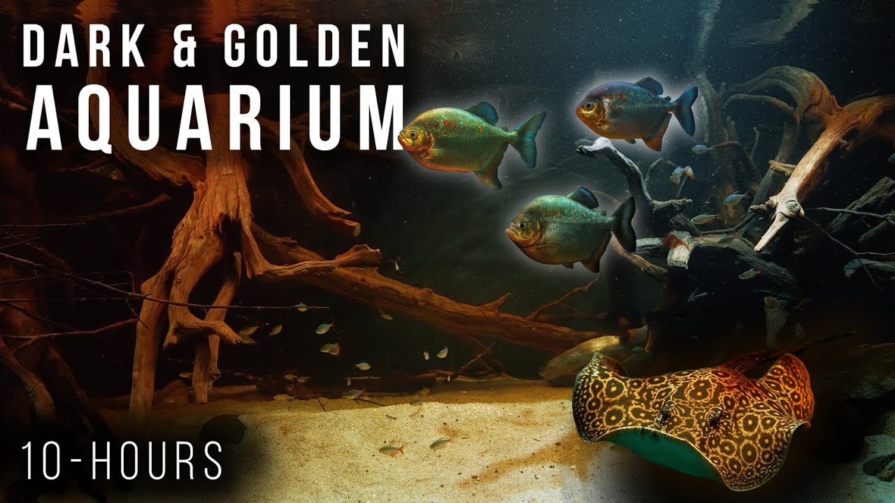 10-Hour Amazon Aquarium 4K | Dark & Golden Biotope for Sleep, Study & Relaxation