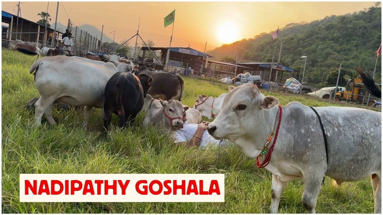 Dr. P. Krishnam Raju Created Breed | Nadipathy Goshala | #youtube #animals #cow #yt #cow #punganur