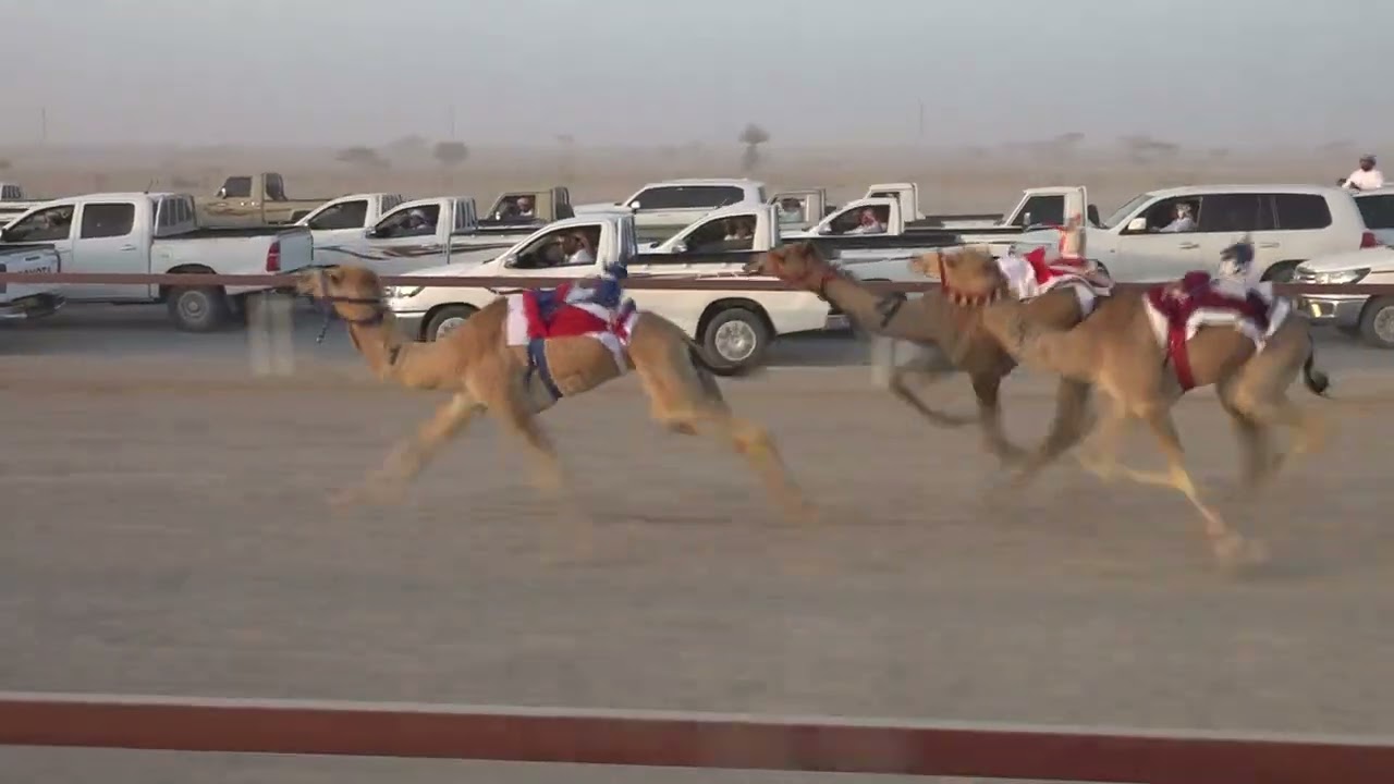 ✅الشوط2م١.الاسد/مطر سالم سلطان الجحافي2:10.94 الأبيض تاهيلات الظافر 14/3/2026