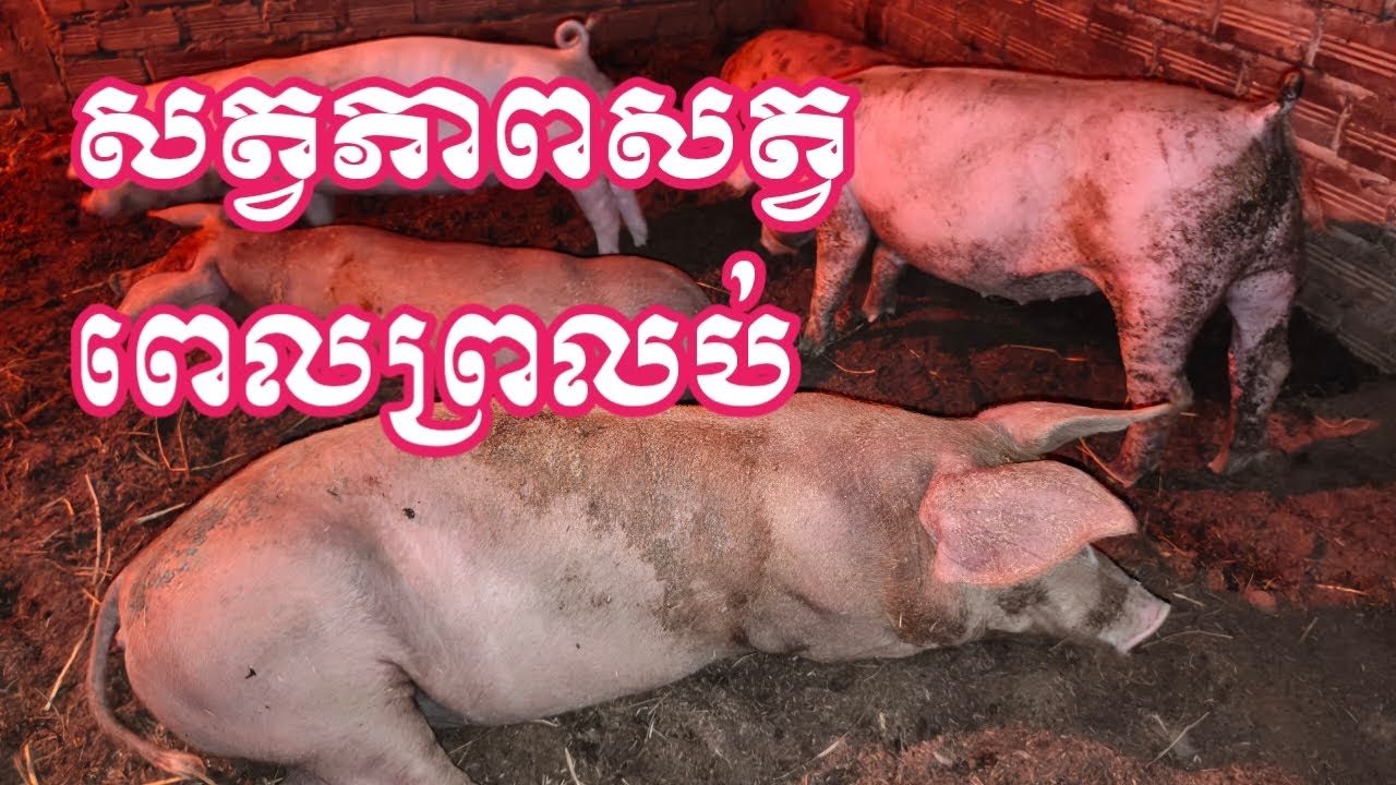 ការចិញ្ចឹមជ្រូកគ្មានក្លិនលើអង្កាម #pigpig 