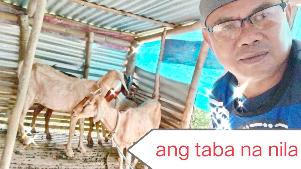 KAMBING INVESTMENT | ANG ALAGA KONG MGA KAMBING 