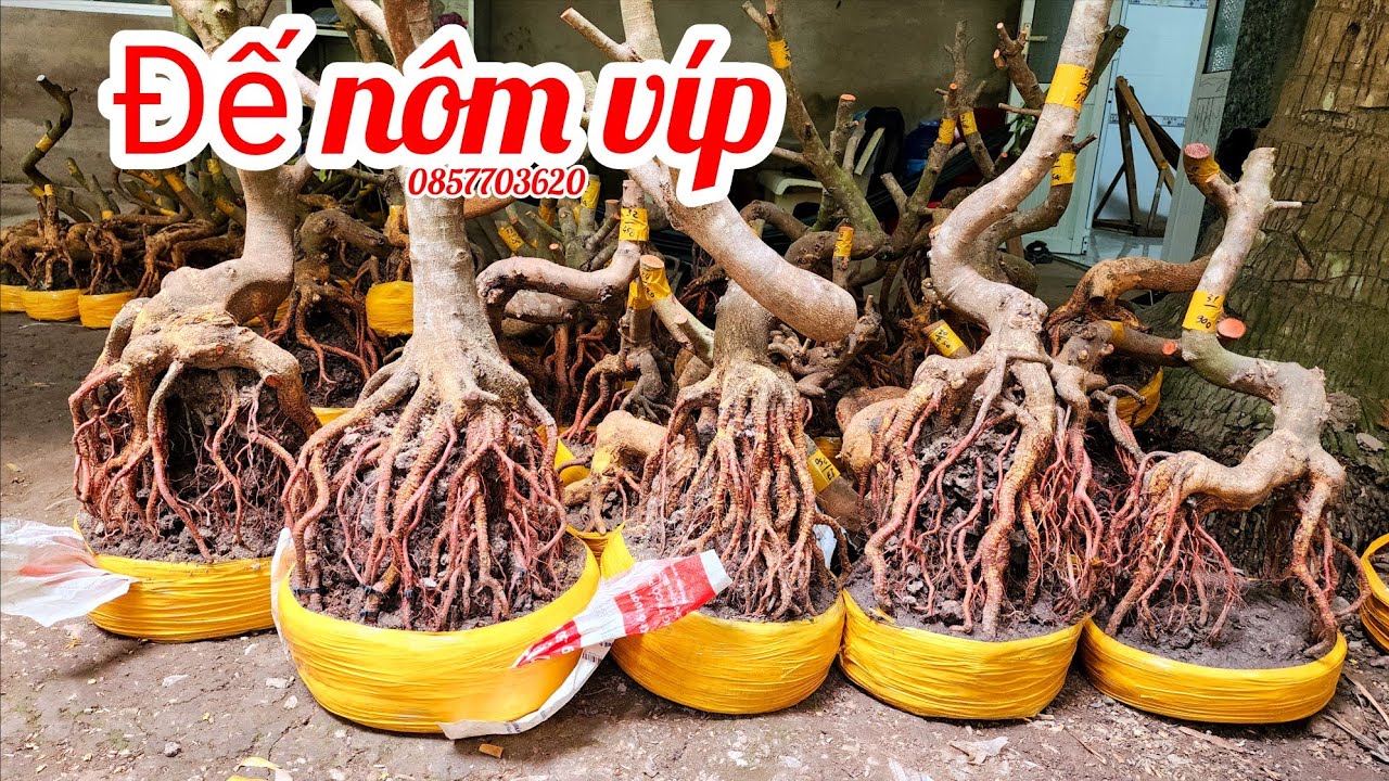 12/3 Chị Vân 0857703620 phôi mai giảo bonsai đẹp giá mềm |MaivàngThanhTâm