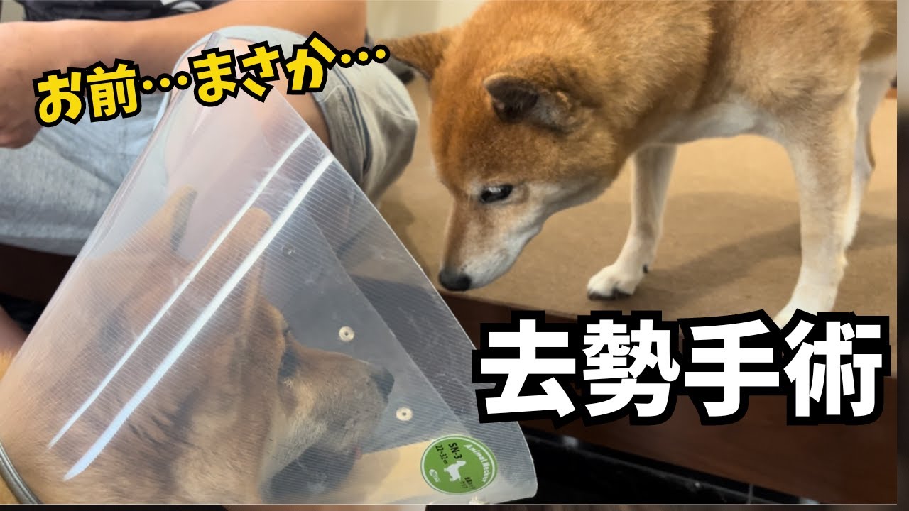 去勢手術を終えた弟柴犬に違和感を感じる、兄柴犬